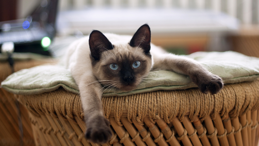 How to Know If Your Cat is Sick: Recognizing the Telltale Signs