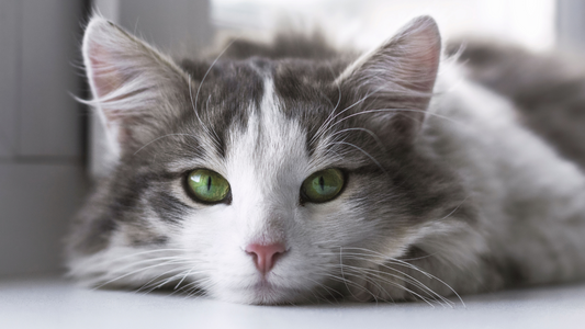 Cat Care: Essential Considerations and Proven Tips for Happy and Healthy Feline Friends