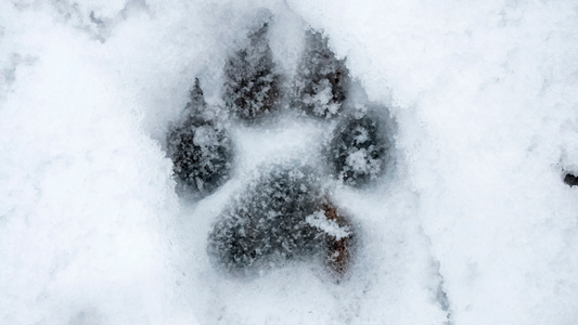 Embracing Winter Wonderlands: Top Dog Breeds Ideal for the Snow
