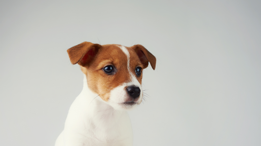 How to Train Your Puppy to Do Their Business Outside
