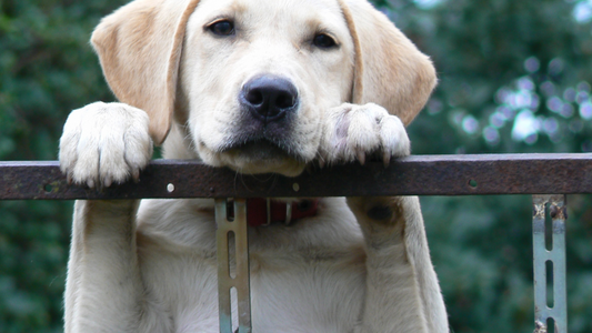 Exploring the Dog-Friendly Wonders of Sweden: Key Considerations and Amusement Park Adventures