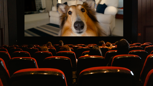 Lights, Camera, Paws: Heartwarming Tales of Four-Legged Stars!