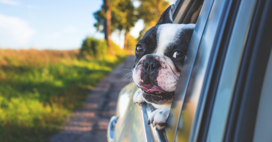 The Joyful Journeys of Pet Adventures: Why They Matter for Your Furry Friends