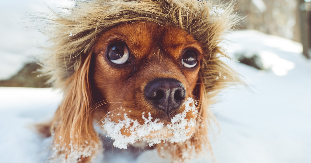 The North Pet Shop Gift Card