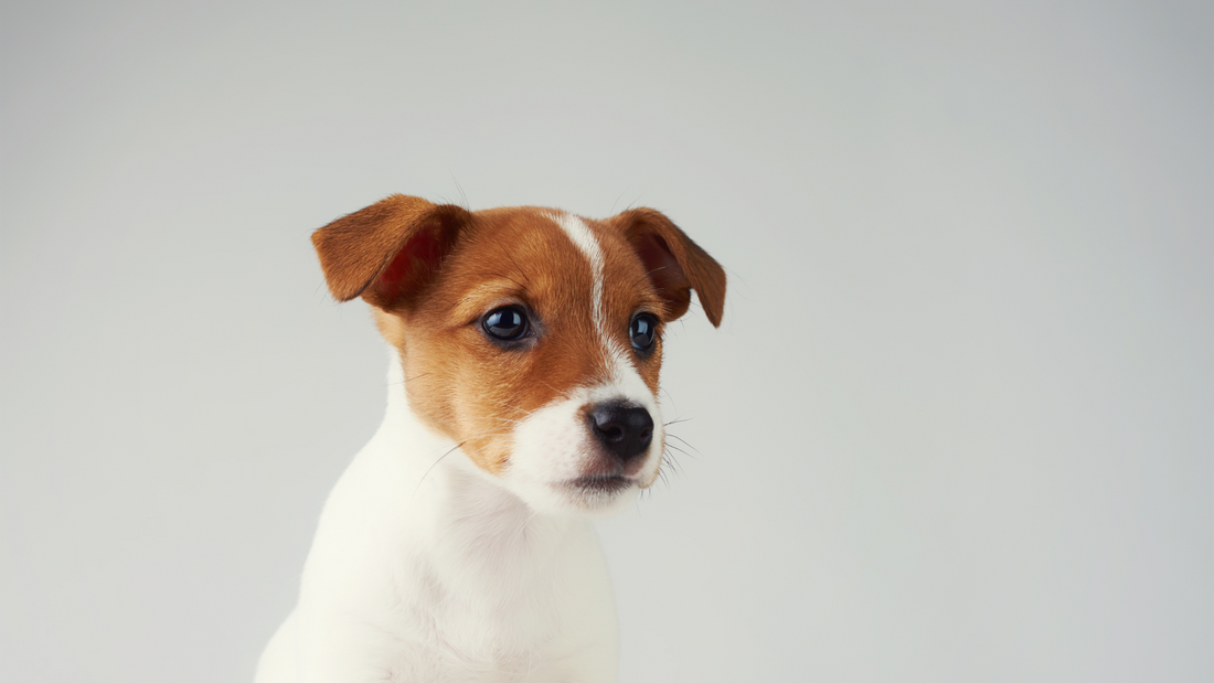 How to Train Your Puppy to Do Their Business Outside