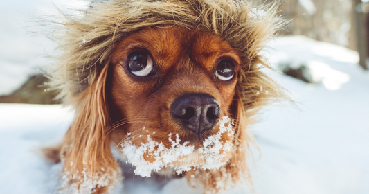 The North Pet Shop Gift Card